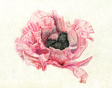 Poppy - water color