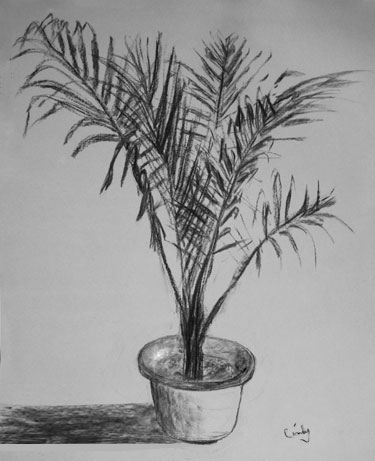 Charcoal drawing - Palm tree