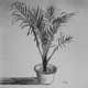 Palm tree - sketch