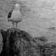 Seagull -charcoal  sketch