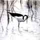 Stilt - charcoal drawing - waterbird