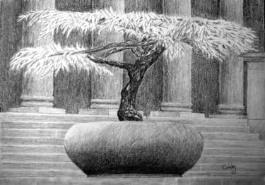 Pencil sketch - bonsai tree