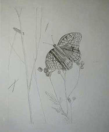 Initial pencil sketch of butterfly