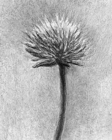 Pencil drawing of chive blossom