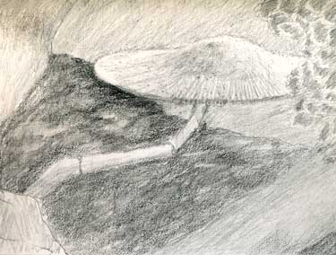 Pencil drawing of mushroom