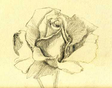 Pencil drawing of rose